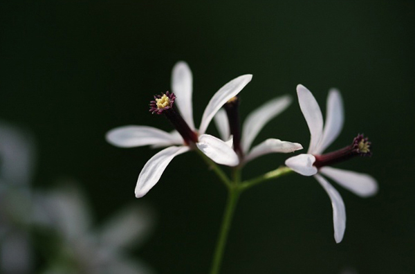 楝花.jpg