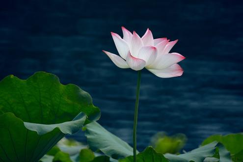 小暑 | 寻一丝清凉，伴四季花香